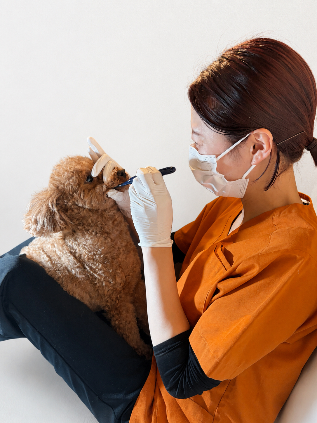 ちゃま先生と愛犬